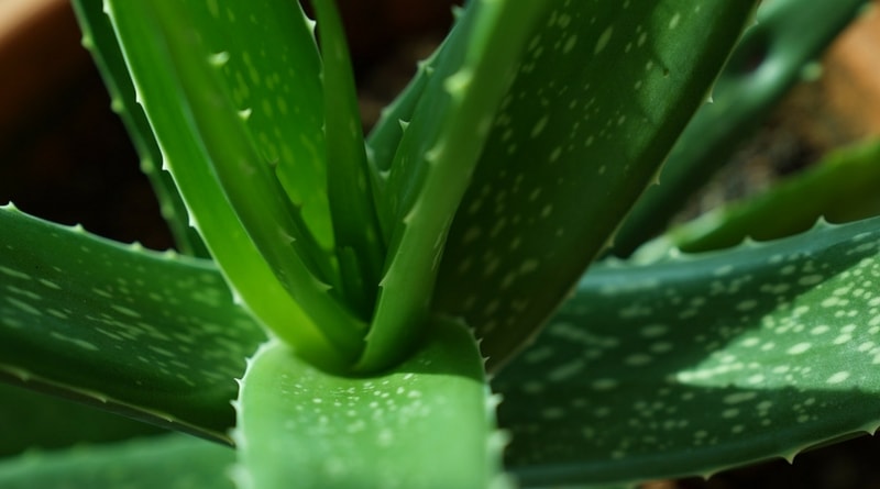 Skin benefits you can get from aloe vera