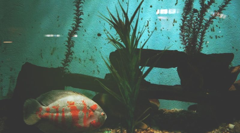What are the different types of aquariums?