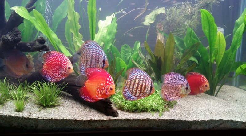 How to build your own aquarium
