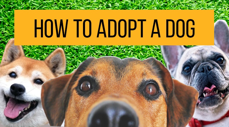 How to adopt dogs in the Philippines