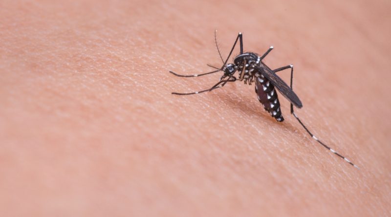 How to avoid dengue in The Philippines